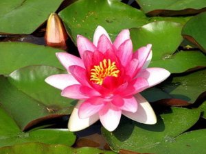Lotus Flower
